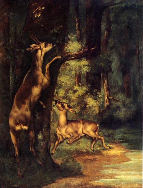 Male and Female Deer in the Woods