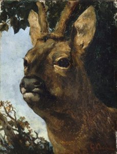 Head of a Young Doe